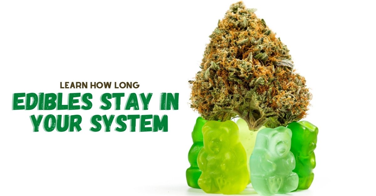how long do edibles stay in your system cover image with weed infused gummy bear edibles with marijuana bud on top