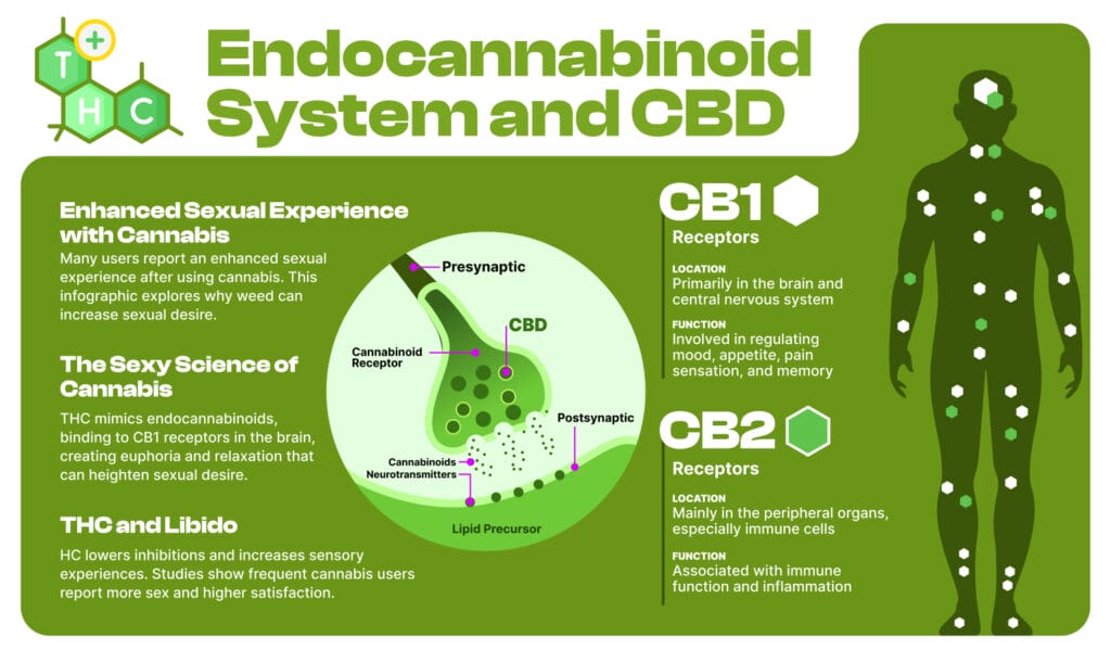 Infographic showing the endocannabinoid system and how THC and CBD interact with ECS receptors